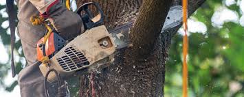Best Tree Cabling and Bracing  in Sunflower, MS