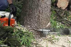 Best Stump Grinding and Removal  in Sunflower, MS