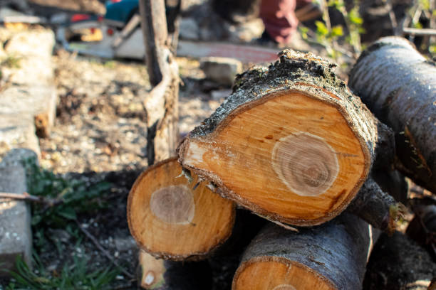 How Our Tree Care Process Works  in  Sunflower, MS