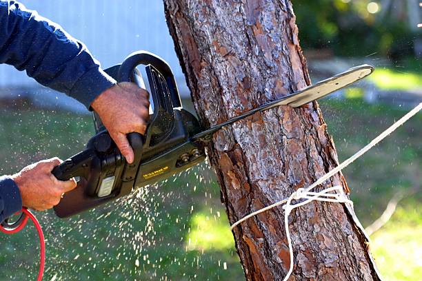Trusted Sunflower, MS Tree Care Experts